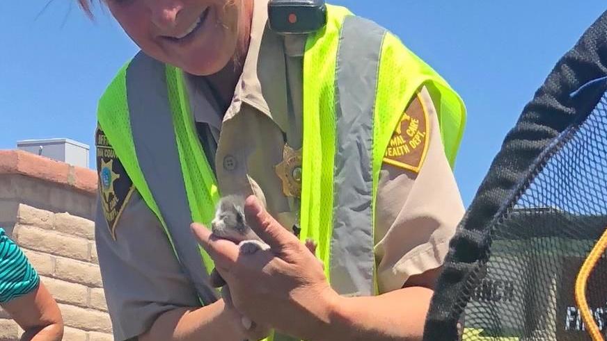 Tucson firefighters rescue 5 kittens from storm drain